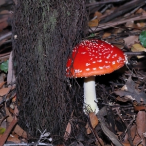 Amanita muscaria at Acton, ACT - 3 Jun 2022 11:29 AM