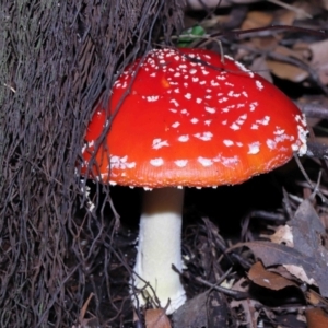 Amanita muscaria at Acton, ACT - 3 Jun 2022 11:29 AM