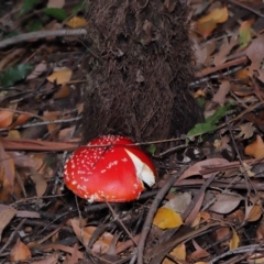 Amanita muscaria at Acton, ACT - 3 Jun 2022 11:29 AM