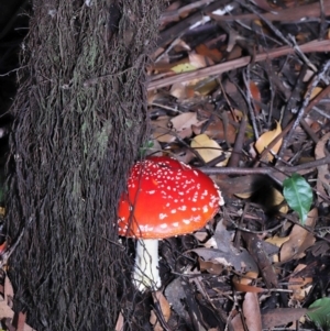 Amanita muscaria at Acton, ACT - 3 Jun 2022 11:29 AM