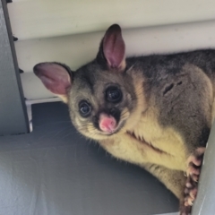 Trichosurus vulpecula (Common Brushtail Possum) at Holt, ACT - 3 Jun 2022 by trevorpreston