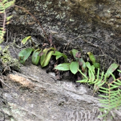 Rimacola elliptica (Green Rock Orchid) by plants