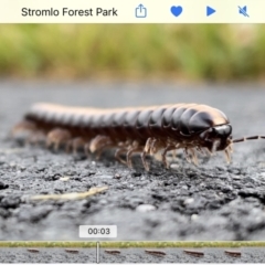 Paradoxosomatidae sp. (family) (Millipede) at Stromlo, ACT - 5 Nov 2021 by JimL