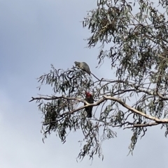 Callocephalon fimbriatum (Gang-gang Cockatoo) at Fadden, ACT - 3 Jun 2022 by BruceG