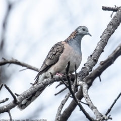 Geopelia humeralis (Bar-shouldered Dove) at Jerrara, NSW - 3 Jun 2022 by Roger