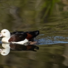 Radjah radjah (Radjah Shelduck) at Batemans Bay, NSW - 2 Jun 2022 by Roger