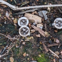 Cyathus olla at Watson, ACT - 4 Jun 2022