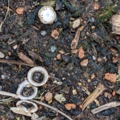 Cyathus olla at Watson, ACT - 4 Jun 2022