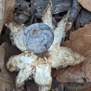 Geastrum tenuipes at Watson, ACT - 4 Jun 2022