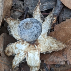 Geastrum tenuipes at Watson, ACT - 4 Jun 2022 01:56 PM