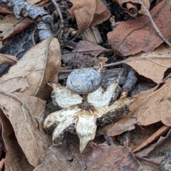 Geastrum tenuipes at Watson, ACT - 4 Jun 2022 01:56 PM