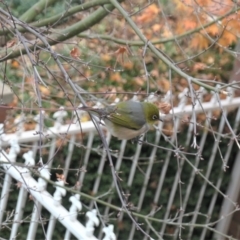 Zosterops lateralis (Silvereye) at Gungahlin, ACT - 3 Jun 2022 by TrishGungahlin