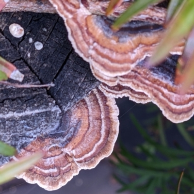 Trametes versicolor at Watson, ACT - 8 Jun 2022 by abread111