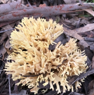 Ramaria sp. (genus) (A Coral fungus) at Kowen Woodland - 4 Jun 2022 by Mavis