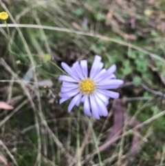 Brachyscome sp. (Cut-leaf Daisy) at Kowen Woodland - 4 Jun 2022 by Mavis