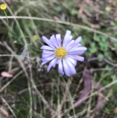 Brachyscome sp. at Kowen, ACT - 4 Jun 2022