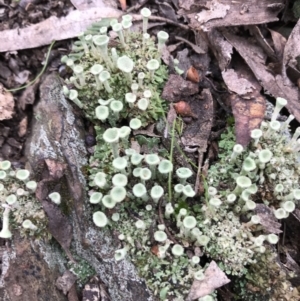 Cladonia sp. (genus) at Kowen, ACT - 4 Jun 2022 02:49 PM