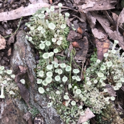 Cladonia sp. (genus) (Cup Lichen) at Kowen Woodland - 4 Jun 2022 by Mavis