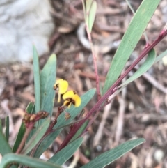 Daviesia mimosoides (Bitter Pea) at Kowen Woodland - 4 Jun 2022 by Mavis