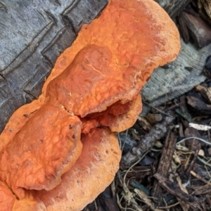 Trametes coccinea at Watson, ACT - 4 Jun 2022