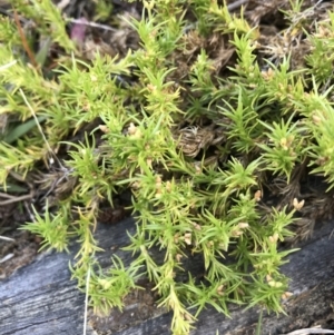 Scleranthus biflorus at Kowen, ACT - 4 Jun 2022