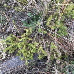 Scleranthus biflorus at Kowen, ACT - 4 Jun 2022