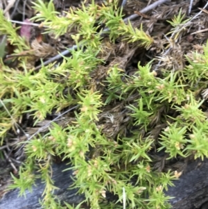 Scleranthus biflorus at Kowen, ACT - 4 Jun 2022