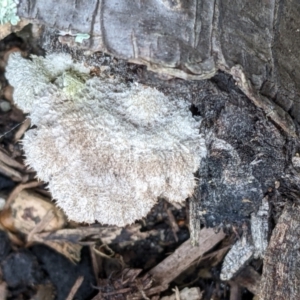 Schizophyllum commune at Watson, ACT - 8 Jun 2022 02:25 PM