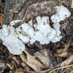 Schizophyllum commune at Watson, ACT - 8 Jun 2022