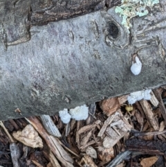 Schizophyllum commune at Watson, ACT - 8 Jun 2022