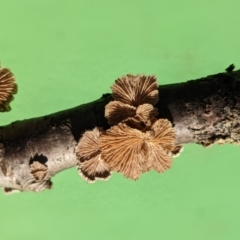 Schizophyllum commune at Watson, ACT - 8 Jun 2022