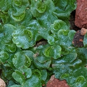 Lunularia cruciata at Watson, ACT - 4 Jun 2022