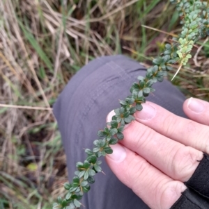 Bursaria spinosa at Paddys River, ACT - 4 Jun 2022