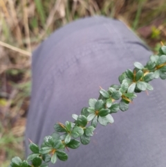 Bursaria spinosa at Paddys River, ACT - 4 Jun 2022