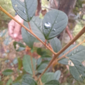 Pomaderris andromedifolia at Paddys River, ACT - 4 Jun 2022