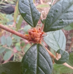 Pomaderris andromedifolia at Paddys River, ACT - 4 Jun 2022 02:27 PM