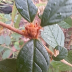 Pomaderris andromedifolia at Paddys River, ACT - 4 Jun 2022