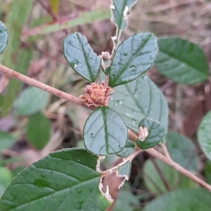 Pomaderris andromedifolia at Paddys River, ACT - 4 Jun 2022 02:27 PM