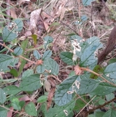 Pomaderris andromedifolia at Paddys River, ACT - 4 Jun 2022