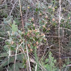 Pomaderris betulina subsp. actensis (Canberra Pomaderris) at Paddys River, ACT - 4 Jun 2022 by VanceLawrence