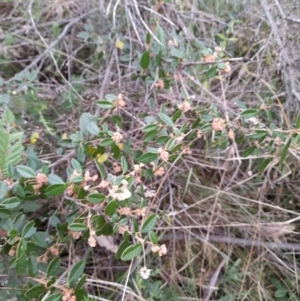 Pomaderris betulina subsp. actensis at Paddys River, ACT - 4 Jun 2022