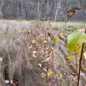 Populus sp.(genus) at Paddys River, ACT - 4 Jun 2022