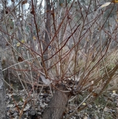 Populus sp.(genus) at Paddys River, ACT - 4 Jun 2022