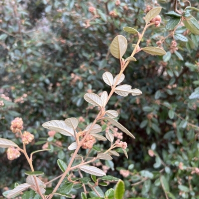 Pomaderris betulina subsp. actensis (Canberra Pomaderris) at Paddys River, ACT - 4 Jun 2022 by JimL