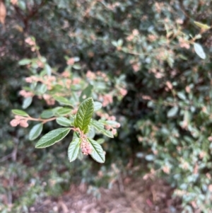 Pomaderris betulina subsp. actensis at Paddys River, ACT - 4 Jun 2022