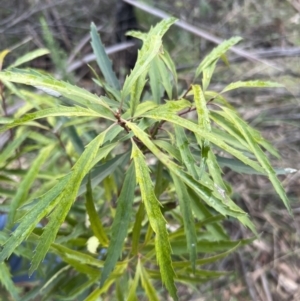 Lomatia myricoides at Paddys River, ACT - 4 Jun 2022 03:10 PM