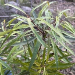 Lomatia myricoides at Paddys River, ACT - 4 Jun 2022 03:10 PM