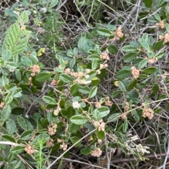 Pomaderris betulina subsp. actensis (Canberra Pomaderris) at Paddys River, ACT - 4 Jun 2022 by JimL