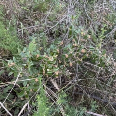 Pomaderris betulina subsp. actensis at Paddys River, ACT - 4 Jun 2022