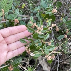 Pomaderris betulina subsp. actensis at Paddys River, ACT - 4 Jun 2022